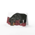 cat and dog Christmas cards