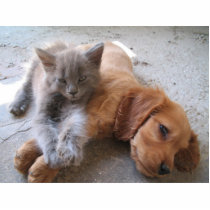 Cat and dog friendship Photo Sculpture photo sculptures