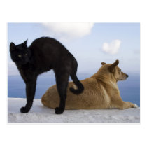 Cat and dog postcards