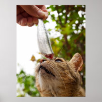 Cat and fish posters