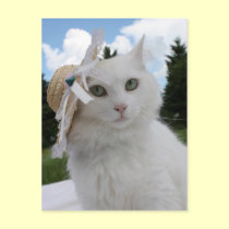 Cat and the Hat postcards