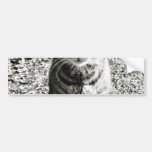 Cat Animal Pet Bumper Sticker