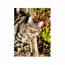 Cat Animal Pet Garden photo sculptures by lifesphere Cat Animal Pet Garden photo sculptures