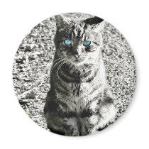 Cat Animal Pet Fridge Magnet