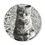 Cat Animal Pet magnets