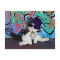 Cat Attitude.......Cat-itude! postcard