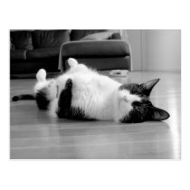 Cat Attitude postcards
