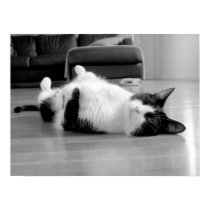 Cat Attitude posters