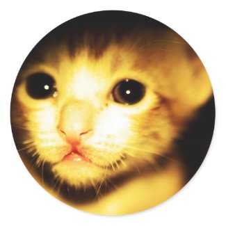 cat baby sticker