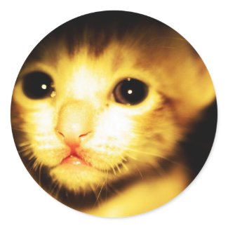 cat baby sticker