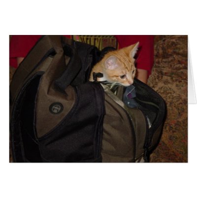 Cat bag cards by cooljman