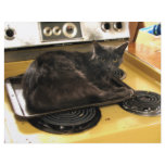 Cat Baked flyers