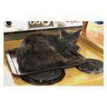 Cat Baked Stationery