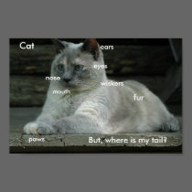 Cat basics poster posters
