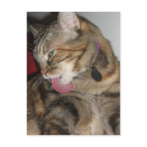 Cat Bath Postcards