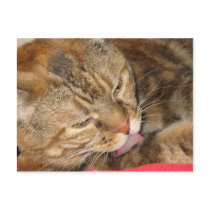 cat bath postcards
