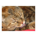 cat bath posters