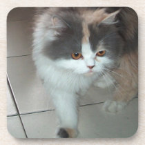 Cat Beauty Cork Coaster cork coasters