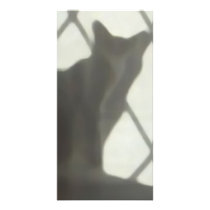 Cat behind curtain photo card template
