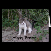 Cat Birthday Card cards