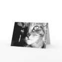 Cat black&white -Greeting / note card by TLWphotography Cat black&white -Greeting / note card