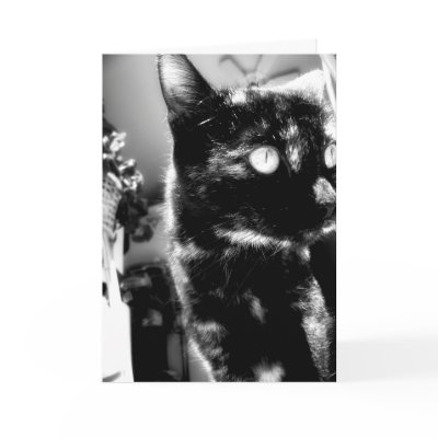 Cat black&white -Greeting / note card by TLWphotography