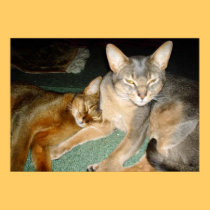 Cat Brother and Sister posters