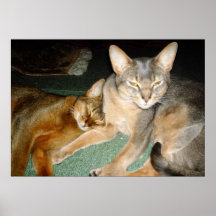 Cat Brother and Sister Poster