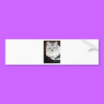 Cat bumper stickers