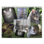 Cat Calendar