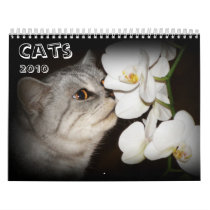 Cat Calendar 2010