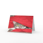 Cat cards