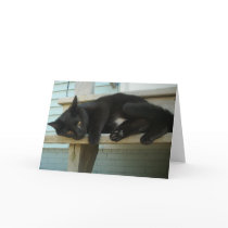 Cat Cards