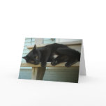 Cat cards