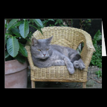 Cat cards