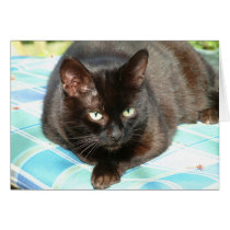Cat cards