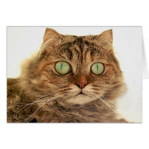 CAT CARD