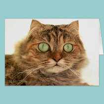 CAT cards by REDINARD CAT cards