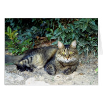 Cat cards by Maciej_Frolow Cat cards