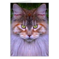 CAT cards