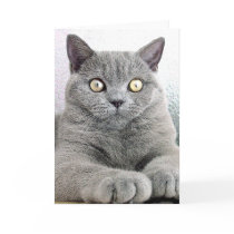 cat cards by REDINARD cat cards