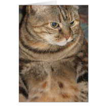 Cat cards by DonnaGrayson Cat cards