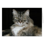 cat card