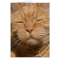 Cat Card cards