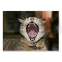 Cat Cards