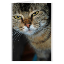 Cat Cards