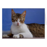 Cat Cards