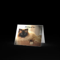 Cat Cats Ragdoll Ragdolls Kitty  Notecard cards