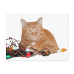 Cat Chrishtmas lights Postcards