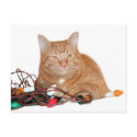 Cat Chrishtmas lights postcards by deemac1 Cat Chrishtmas lights postcards